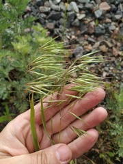 Bromus tectorum