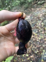 Planchonella australis