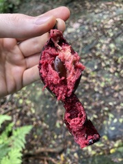 Planchonella australis