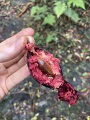 Planchonella australis