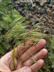 Bromus tectorum
