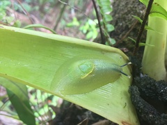 Gaeotis nigrolineata