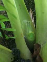 Gaeotis nigrolineata