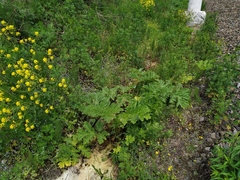 Heracleum sosnowskyi