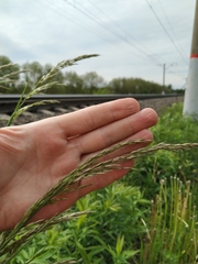 Arrhenatherum elatius