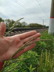 Arrhenatherum elatius