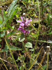 Lamium maculatum