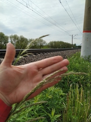 Arrhenatherum elatius