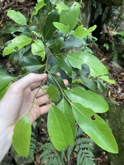 Cryptocarya glaucescens