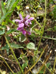 Lamium maculatum