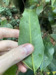 Cryptocarya glaucescens