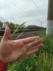 Arrhenatherum elatius