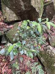 Cryptocarya glaucescens