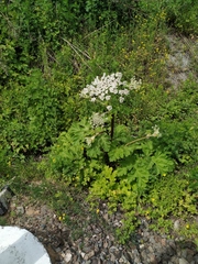 Heracleum sosnowskyi