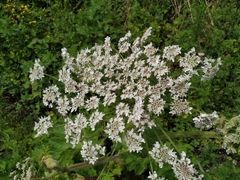 Heracleum sosnowskyi