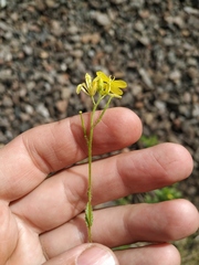 Rhamphospermum arvense