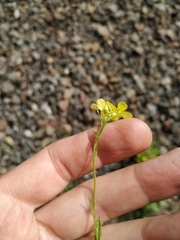 Rhamphospermum arvense