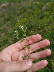 Buglossoides arvensis