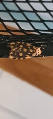 Miltochrista quadrilineata