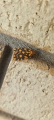 Miltochrista quadrilineata