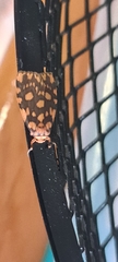 Miltochrista quadrilineata