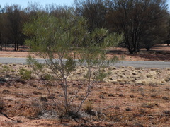 Acacia murrayana