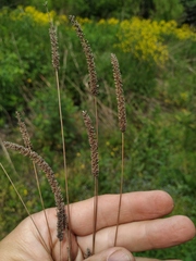 Phleum paniculatum