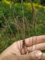 Phleum paniculatum