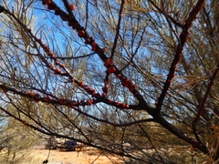 Austrotachardia acaciae