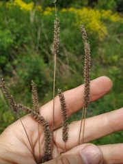 Phleum paniculatum