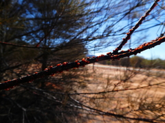 Austrotachardia acaciae