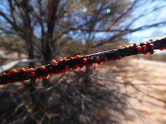 Austrotachardia acaciae