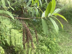 Veronica stricta stricta