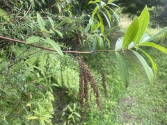Veronica stricta stricta