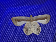 Opisthoxia uncinata