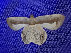 Opisthoxia uncinata