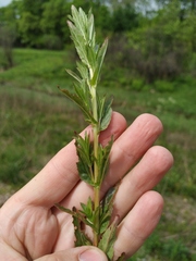 Epilobium tetragonum lamyi