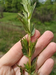 Epilobium tetragonum lamyi