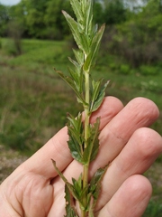 Epilobium tetragonum lamyi