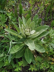 Verbascum thapsus