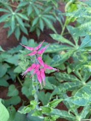 Euphorbia tithymaloides image