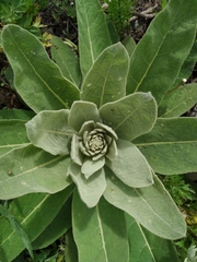Verbascum thapsus