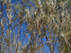 Senna artemisioides artemisioides