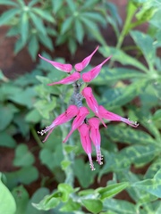 Euphorbia tithymaloides image