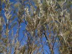 Senna artemisioides artemisioides