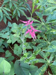 Euphorbia tithymaloides image