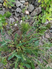 Anthyllis vulneraria polyphylla