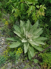 Verbascum thapsus