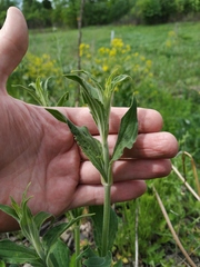 Silene latifolia alba