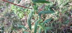 Vicoa indica